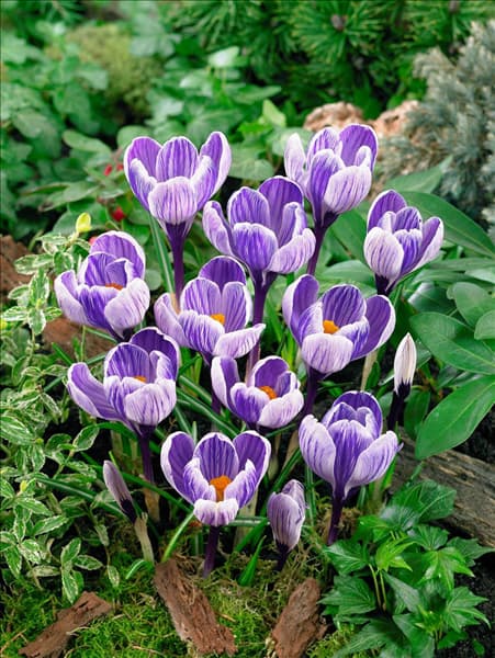 Crocus vernus Striped Beauty