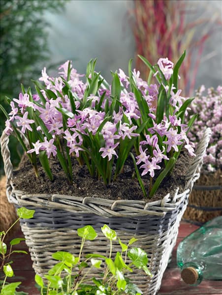 Chionodoxa forbesii Pink Giant