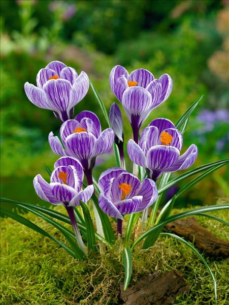 Crocus vernus Striped Beauty