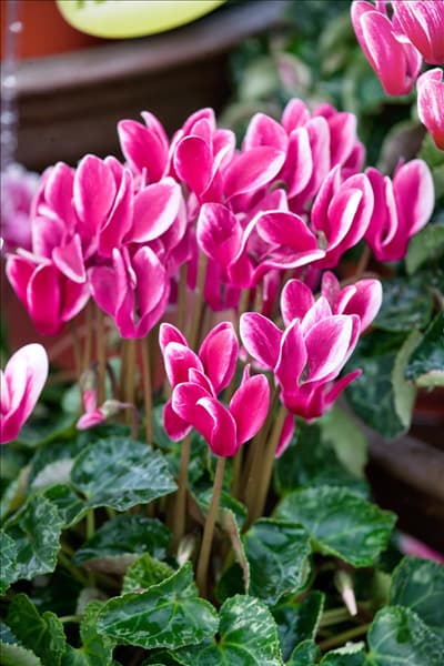 Cyclamen persicum 'Fantasy'