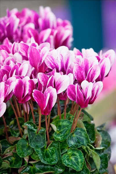 Cyclamen Winfall ™ Snowridge Purple