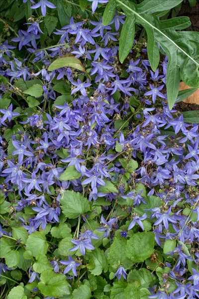 Campanula poscharskyana