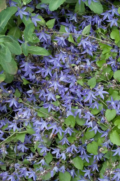 Campanula poscharskyana