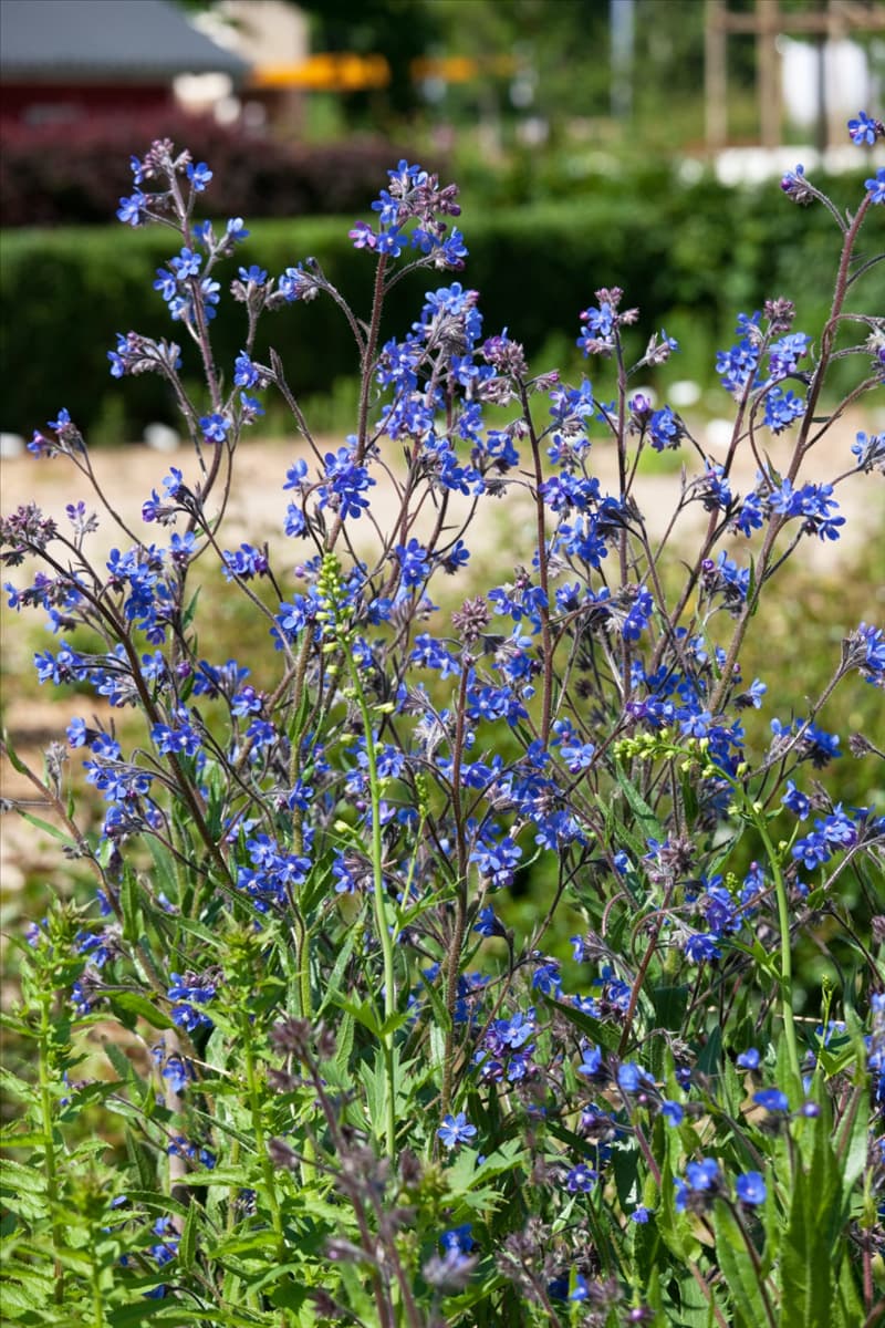 Anchusa azurea
