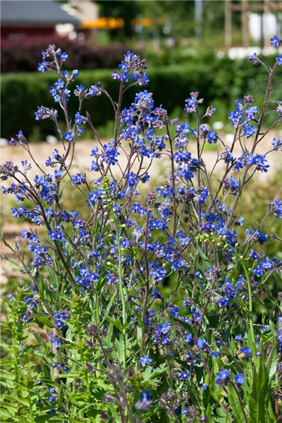 Anchusa azurea
