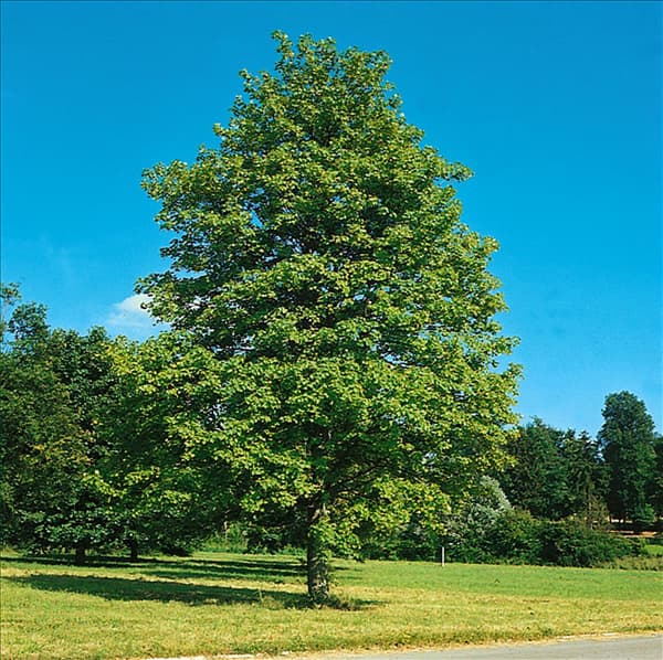 ACER PSEUDOPLATANUS