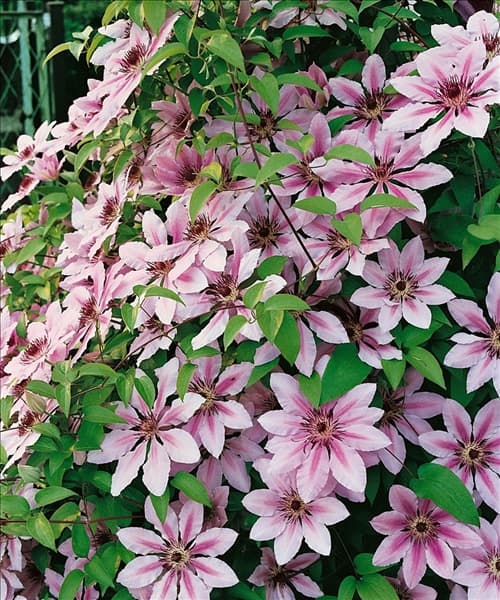 Clematis Nelly Moser