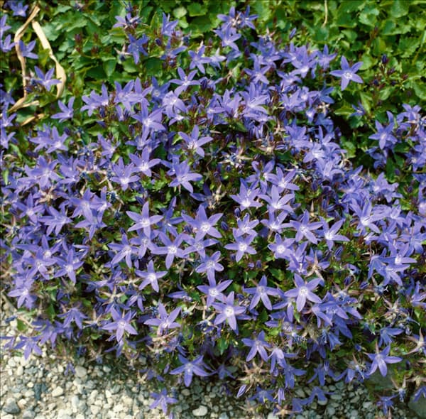 Campanula poscharskyana