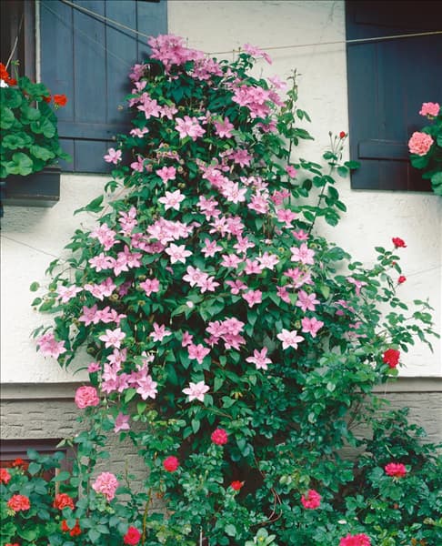 Clematis Nelly Moser