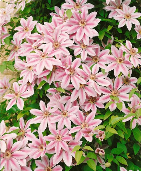 CLEMATIS NELLY MOSER