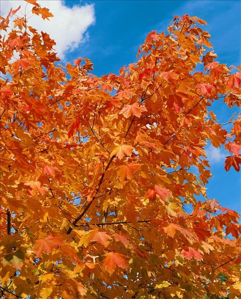 Acer pseudoplatanus