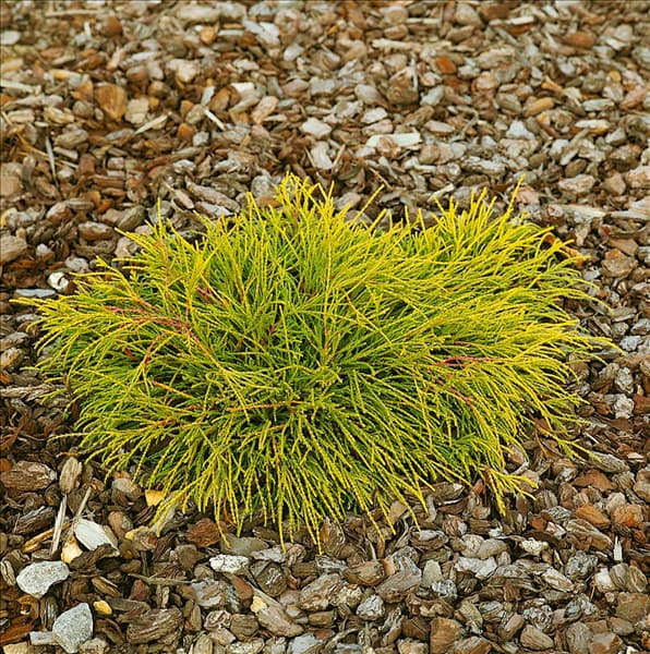 Chamaecyparis pisifera Sungold