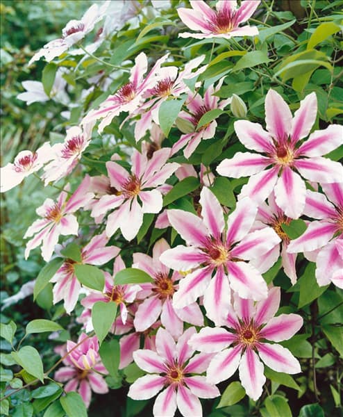 Clematis Nelly Moser