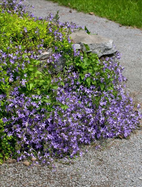 Campanula poscharskyana