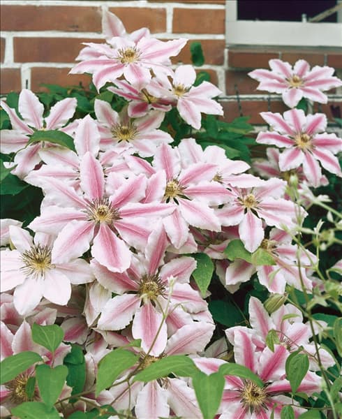 CLEMATIS NELLY MOSER