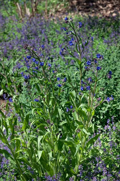 Anchusa azurea