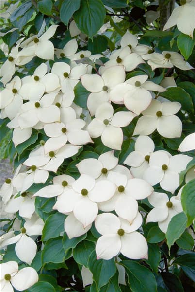 Cornus kousa Wietings Select