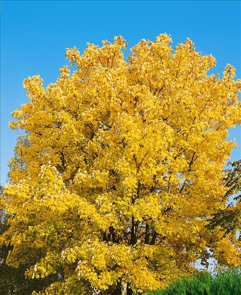 Acer pseudoplatanus