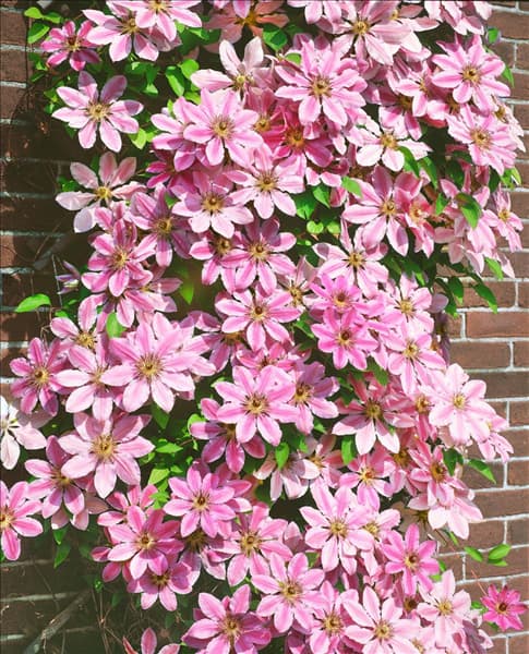 CLEMATIS NELLY MOSER