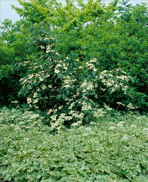 Cornus kousa Wietings Select
