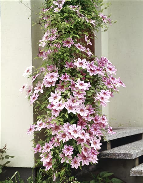 CLEMATIS NELLY MOSER