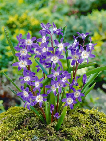 Chionodoxa forbesii Blue Giant