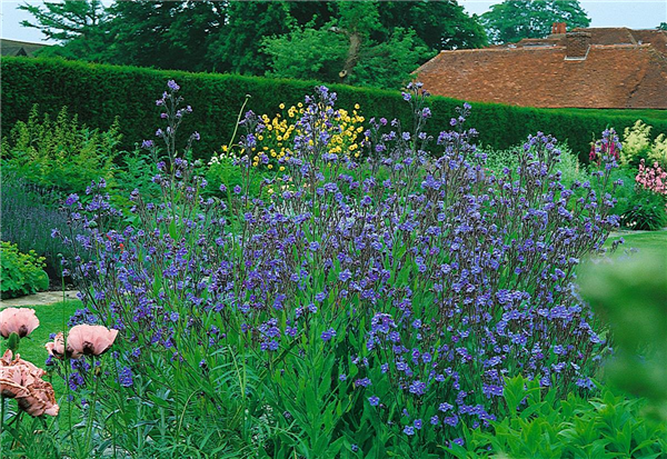 Anchusa azurea Blue Angel