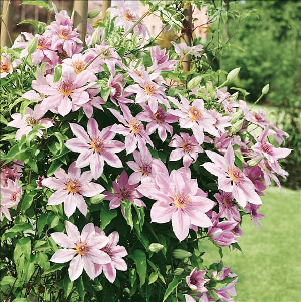 CLEMATIS NELLY MOSER