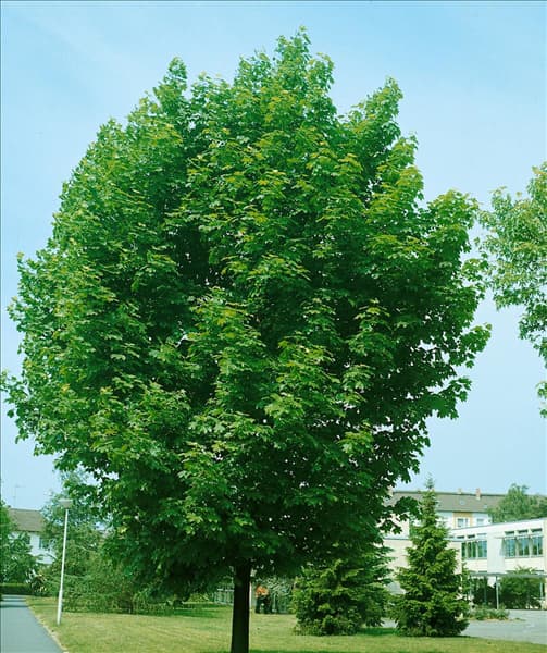 ACER PSEUDOPLATANUS