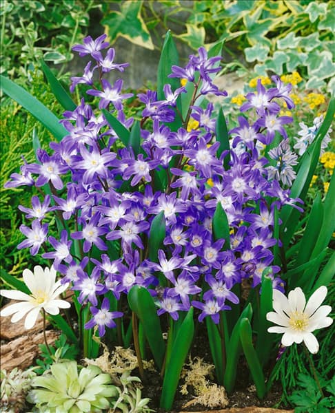 Chionodoxa forbesii Blue Giant