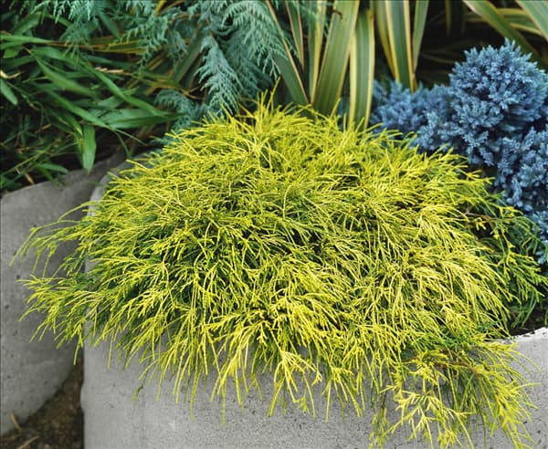 Chamaecyparis pisifera Sungold