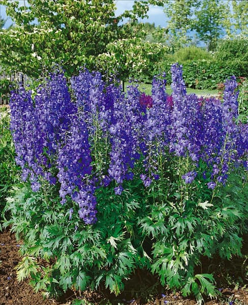 Delphinium x cultorum