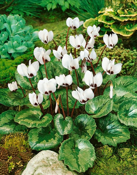 Cyclamen hederifolium