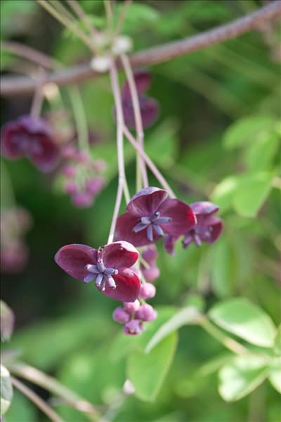 Akebia quinata
