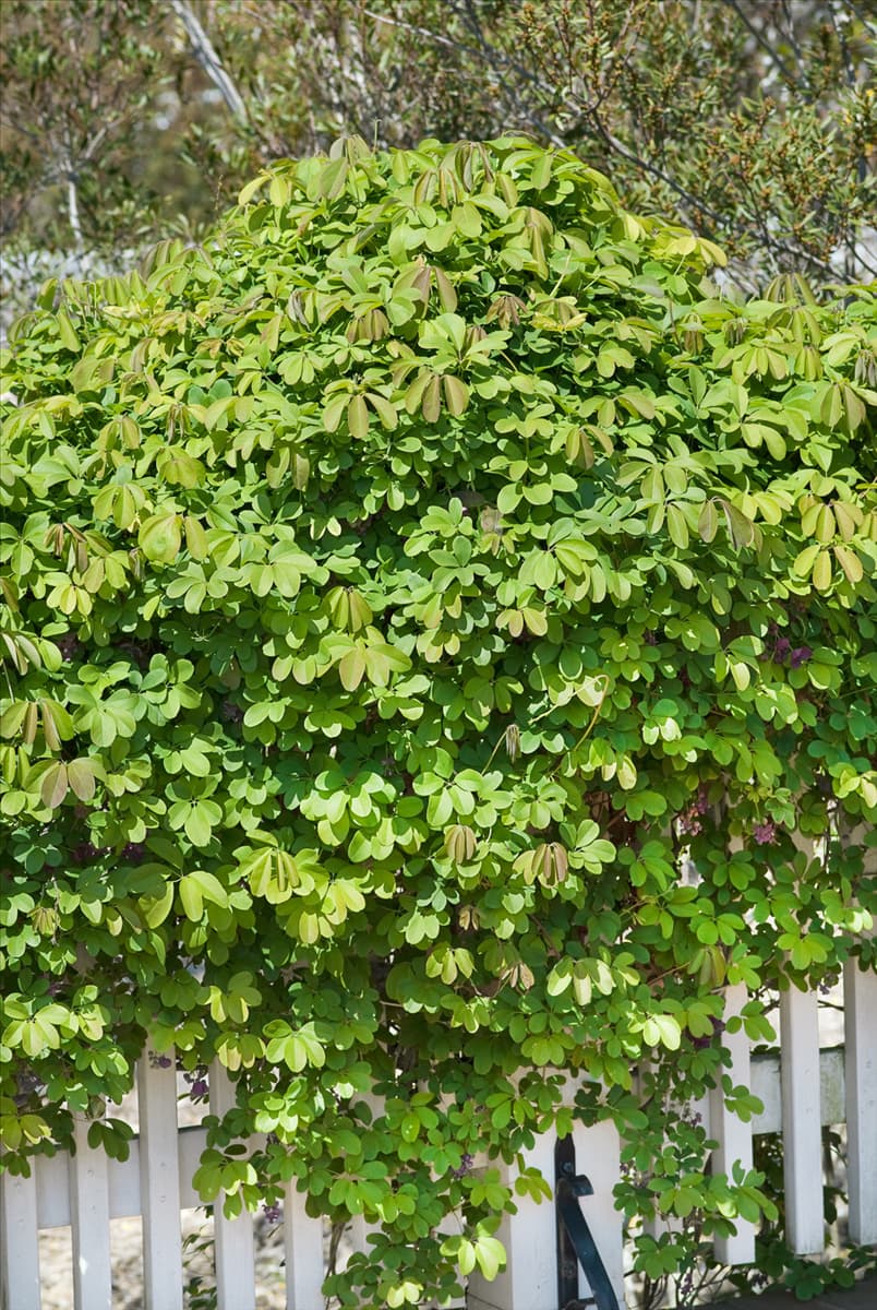 Akebia quinata