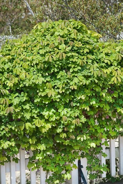 Akebia quinata 'Cream Form'