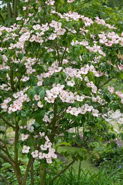Cornus kousa