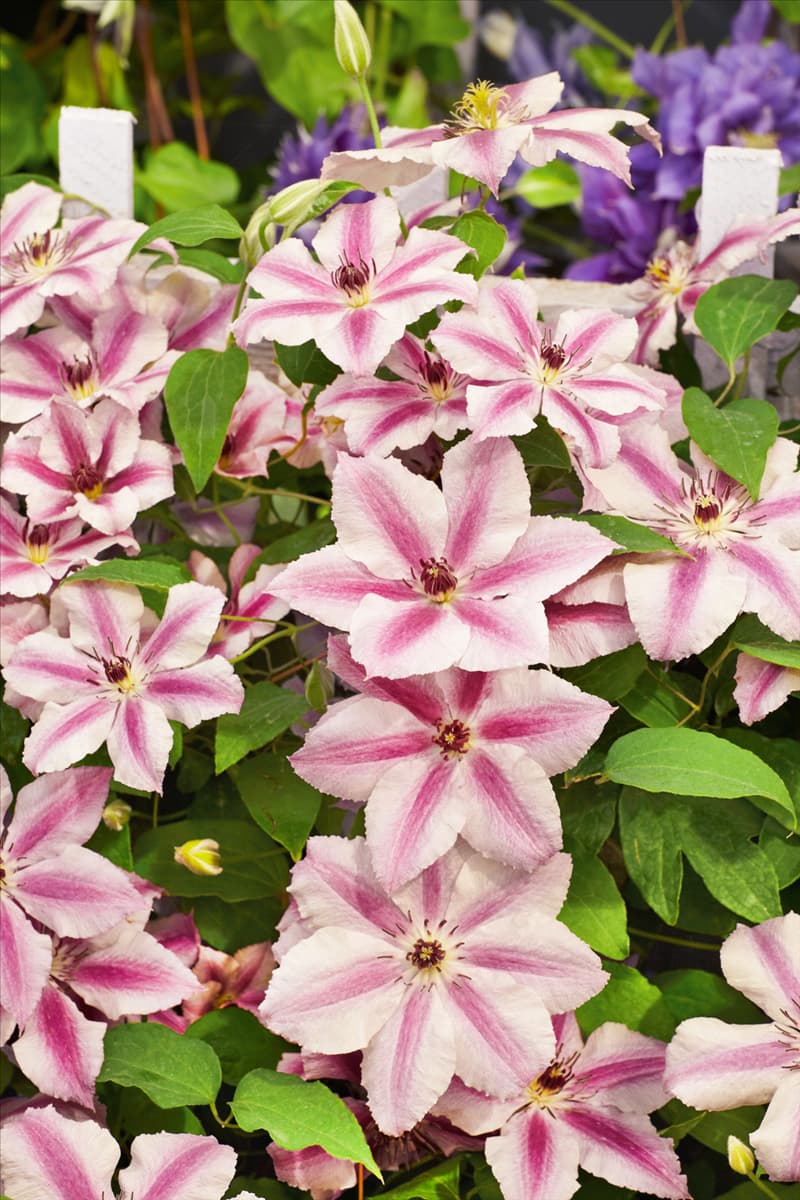 Clematis OOH LA LA