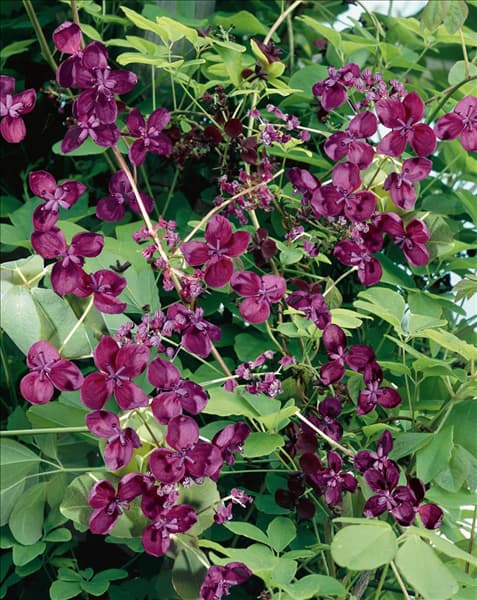 Akebia quinata