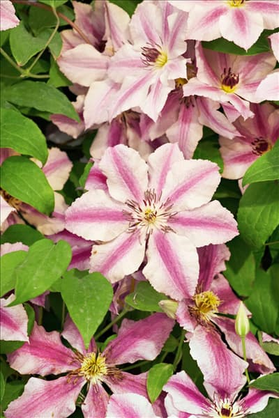 Clematis OOH LA LA