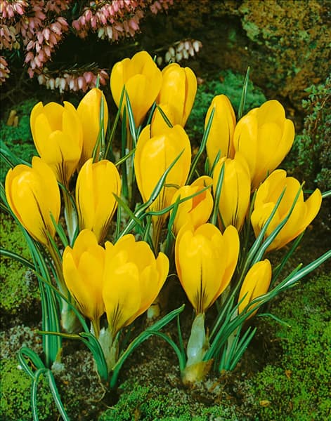 Crocus vernus Yellow Mammoth