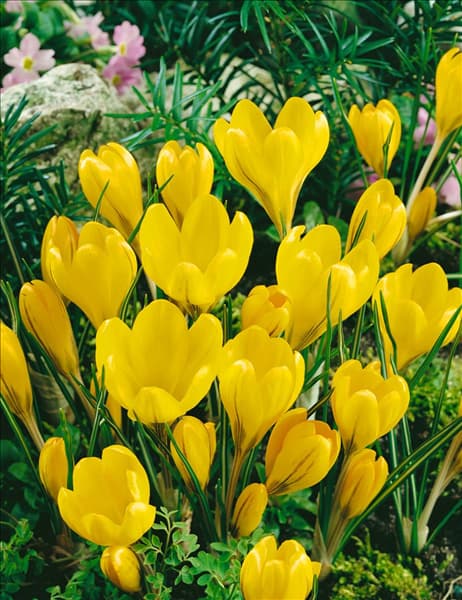 Crocus vernus Yellow Mammoth