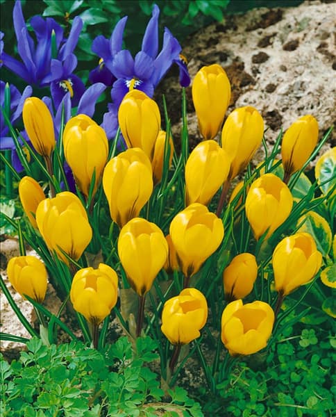 Crocus vernus Yellow Mammoth