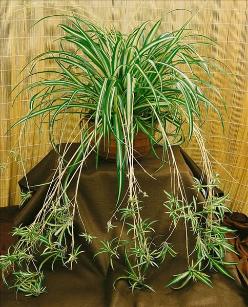CHLOROPHYTUM COMOSUM