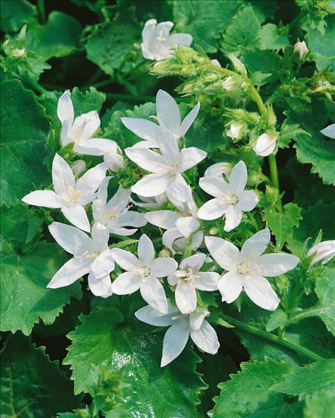 Campanula poscharskyana E. H. Frost