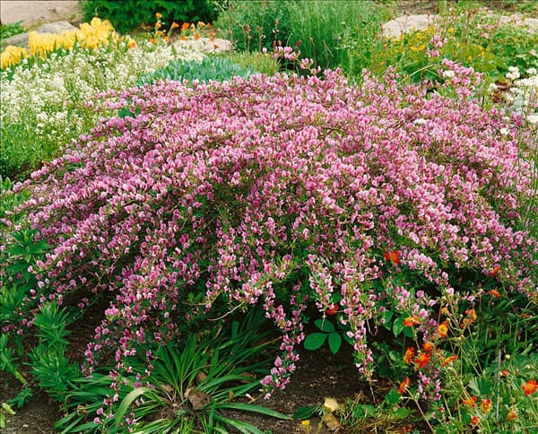 Chamaecytisus purpureus