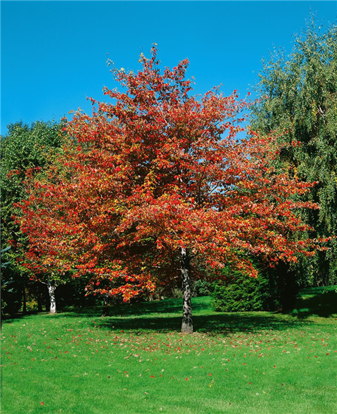 Acer rubrum