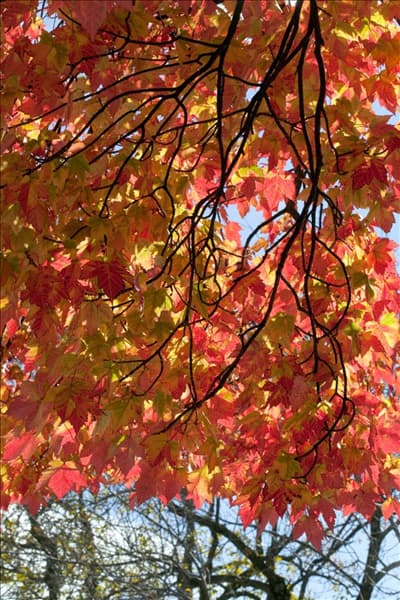 Herbststimmung mit Acer rubrum