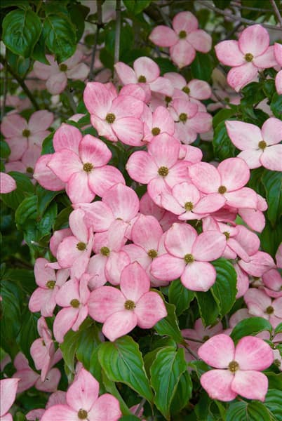 Cornus kousa Satomi