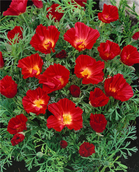 ESCHSCHOLZIA CALIFORNICA DALLI
